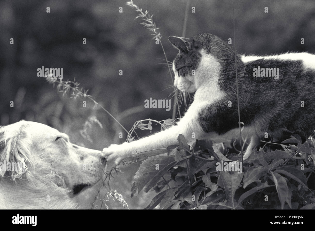 Are Cats Or Dogs Noses Better