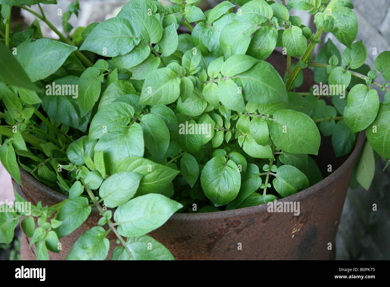 Growing potatoes in a large potato bucket container at home in the back