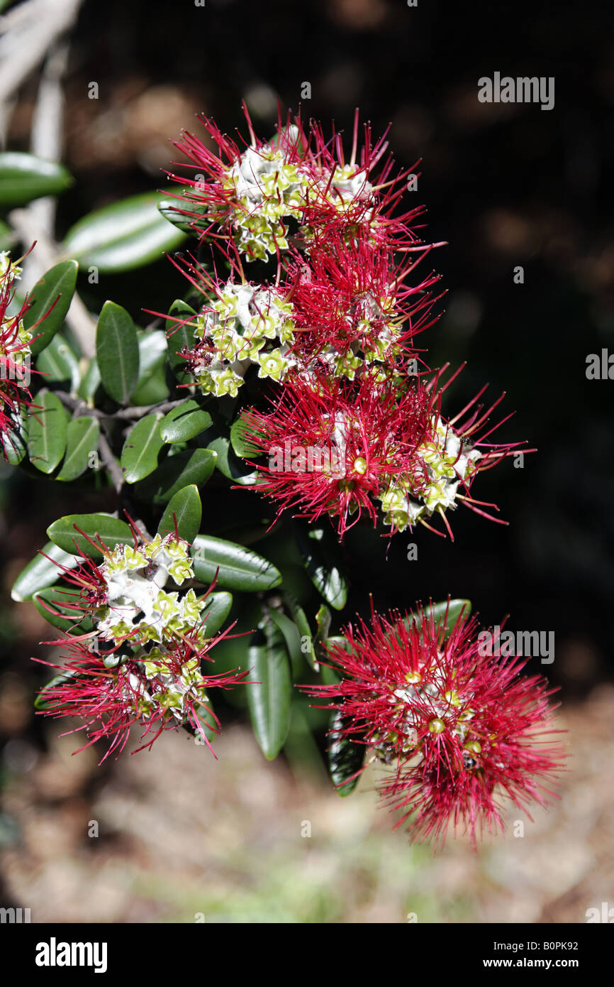 The Pōhutukawa or New Zealand Christmas Tree in flower in Auckland