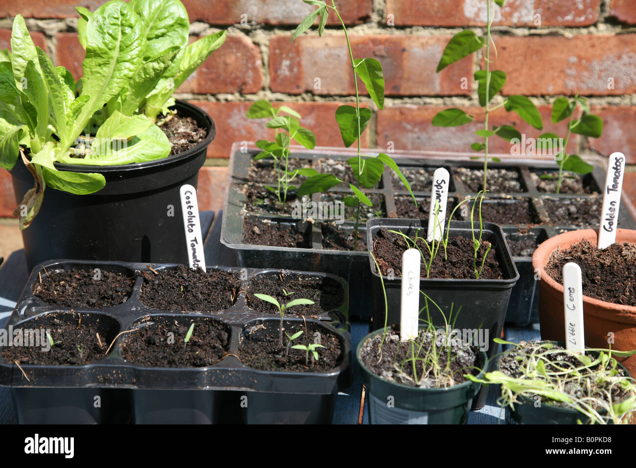 A picture of trays containers and pots of vegetables salad herbs being grown in the garden lettuce chives tomatoes spinach herbs Stock Photo