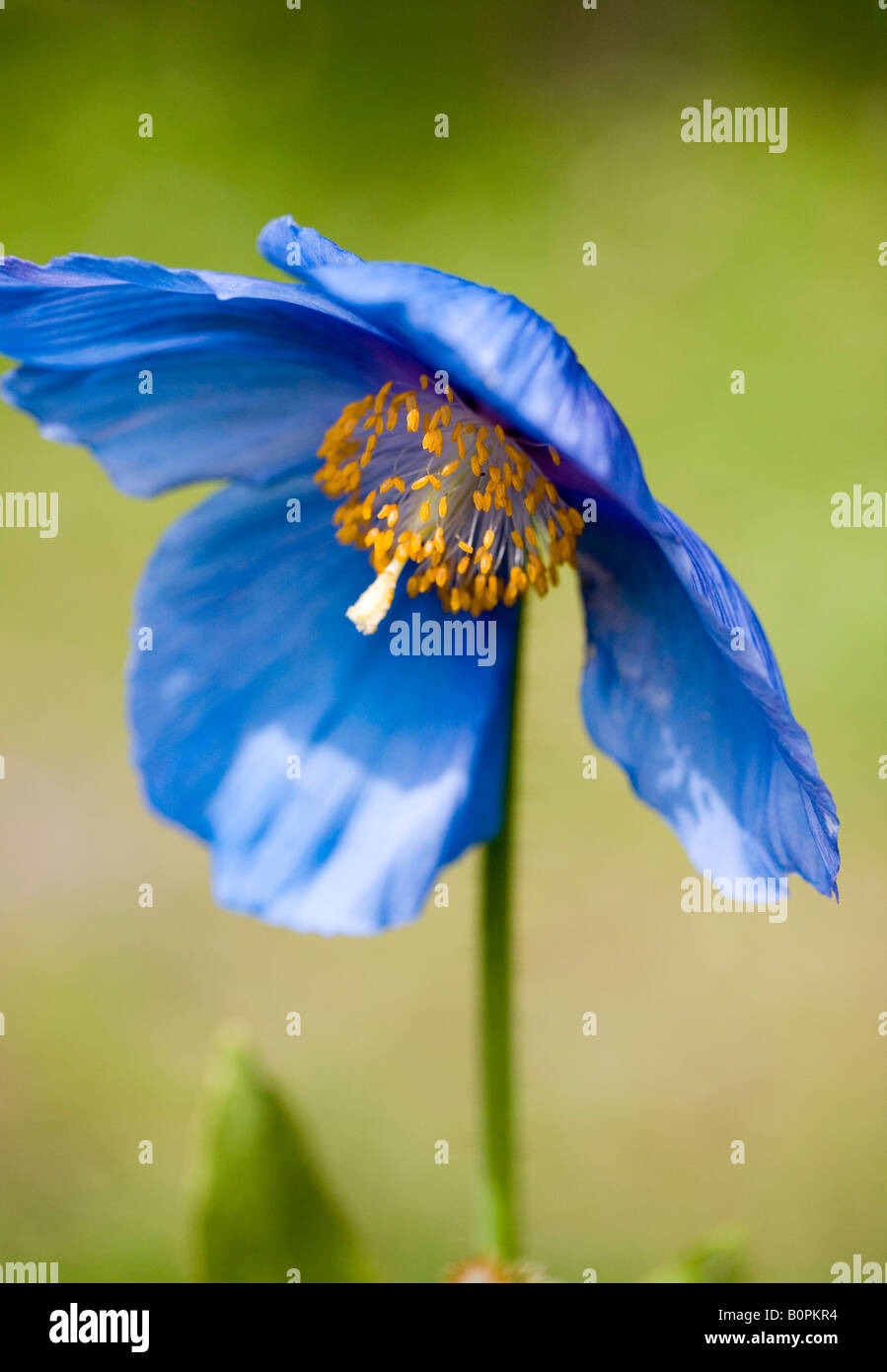 Meconopsis grandis, Himalayan blue Poppy Stock Photo