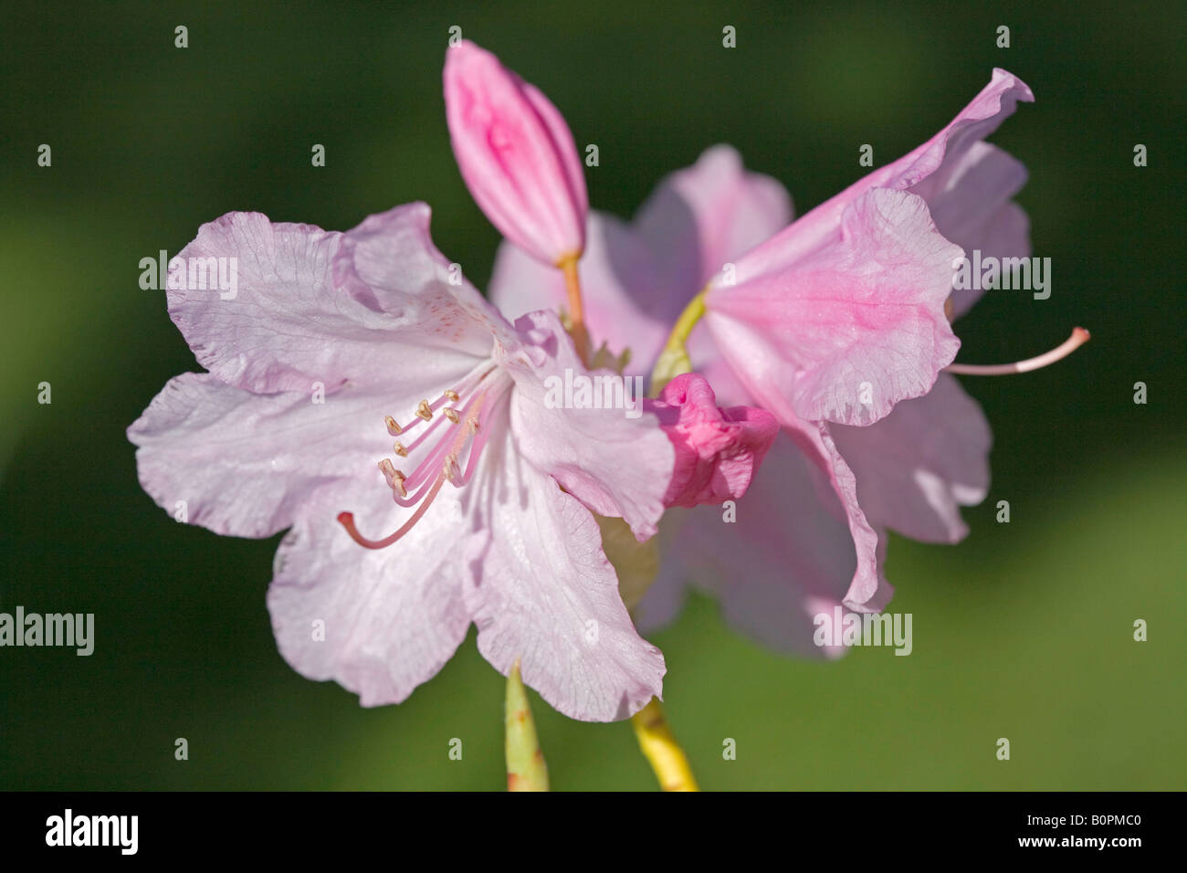 Large clusters of pink flowers hi-res stock photography and images - Alamy