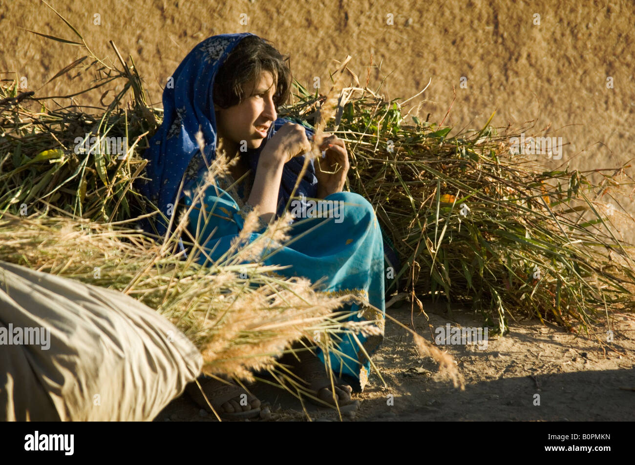 A young Afghan girl takes a rest whilst bringing in fodder in Southern Afghanistan Helmand province Stock Photo