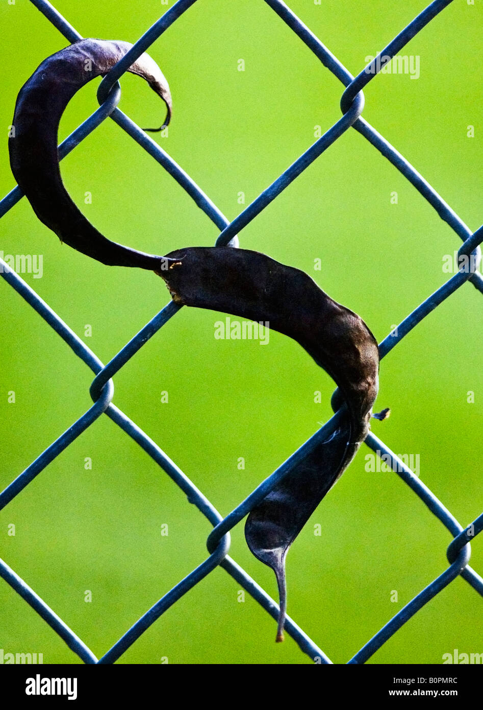 Honeylocust seedpod caught in a chainlink fence Stock Photo