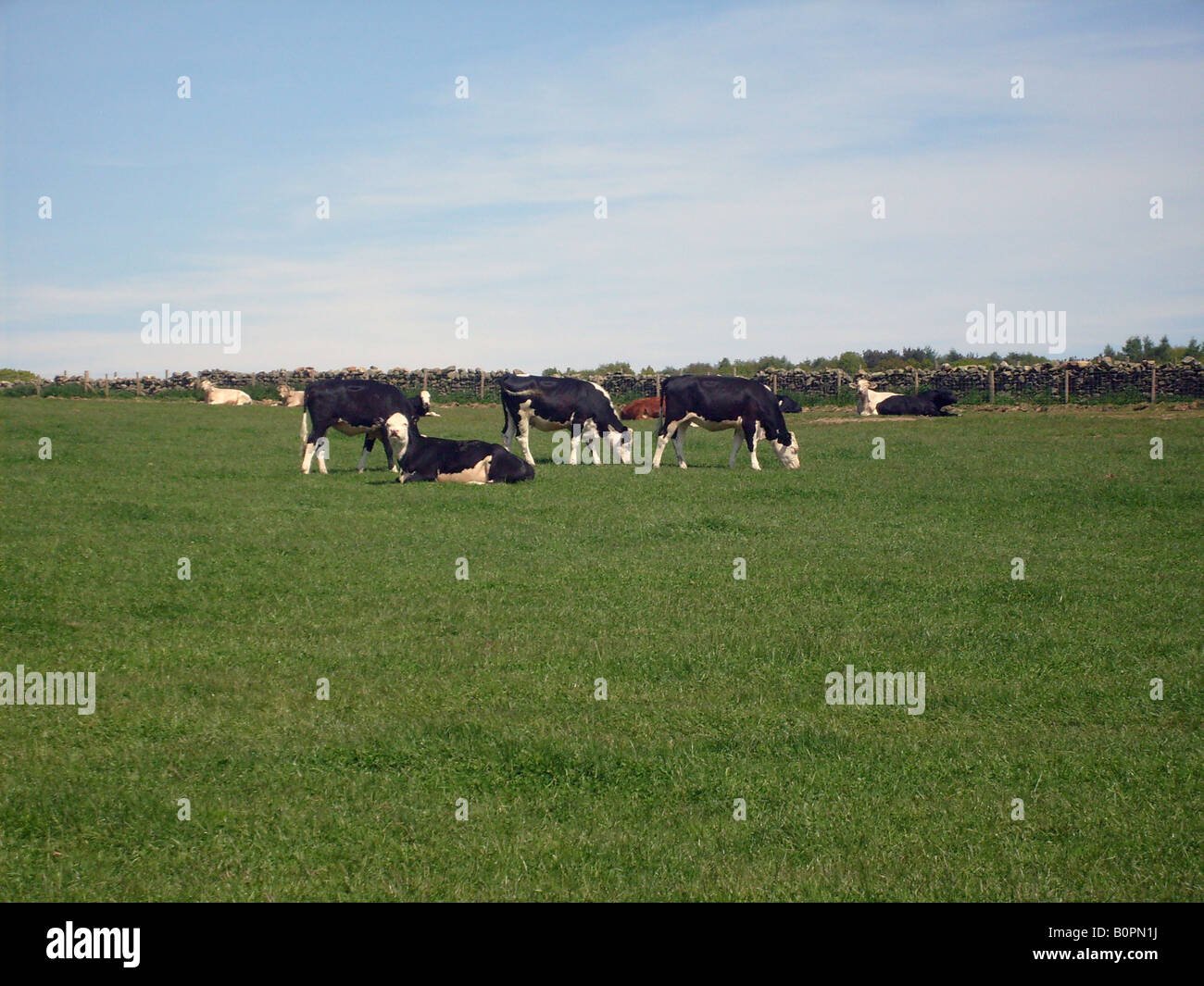 Cows grazing in countryside in rural agriculture scene, North Yorkshire Moors National Park, England. Stock Photo