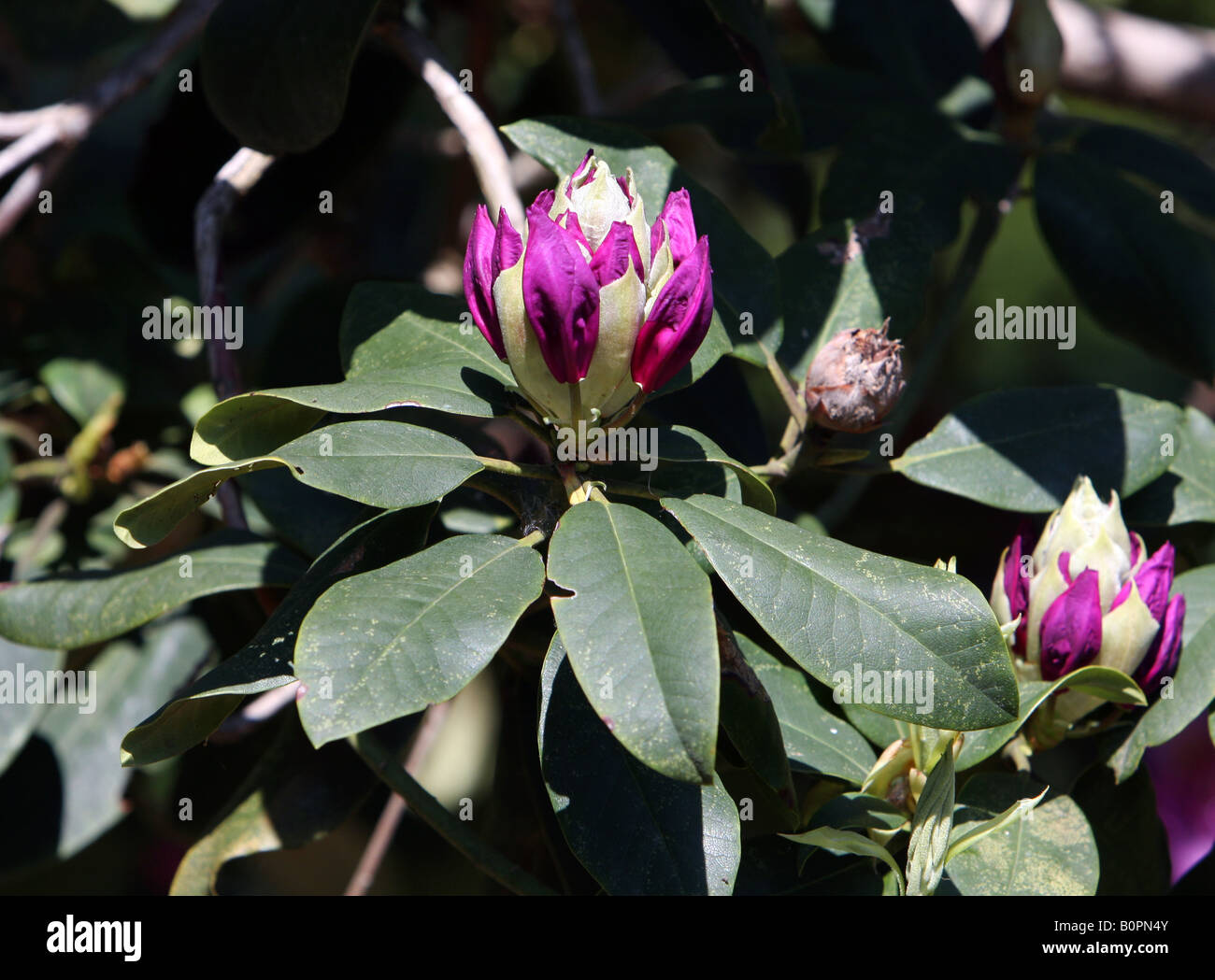 Rhododendron opening buds Stock Photo Alamy