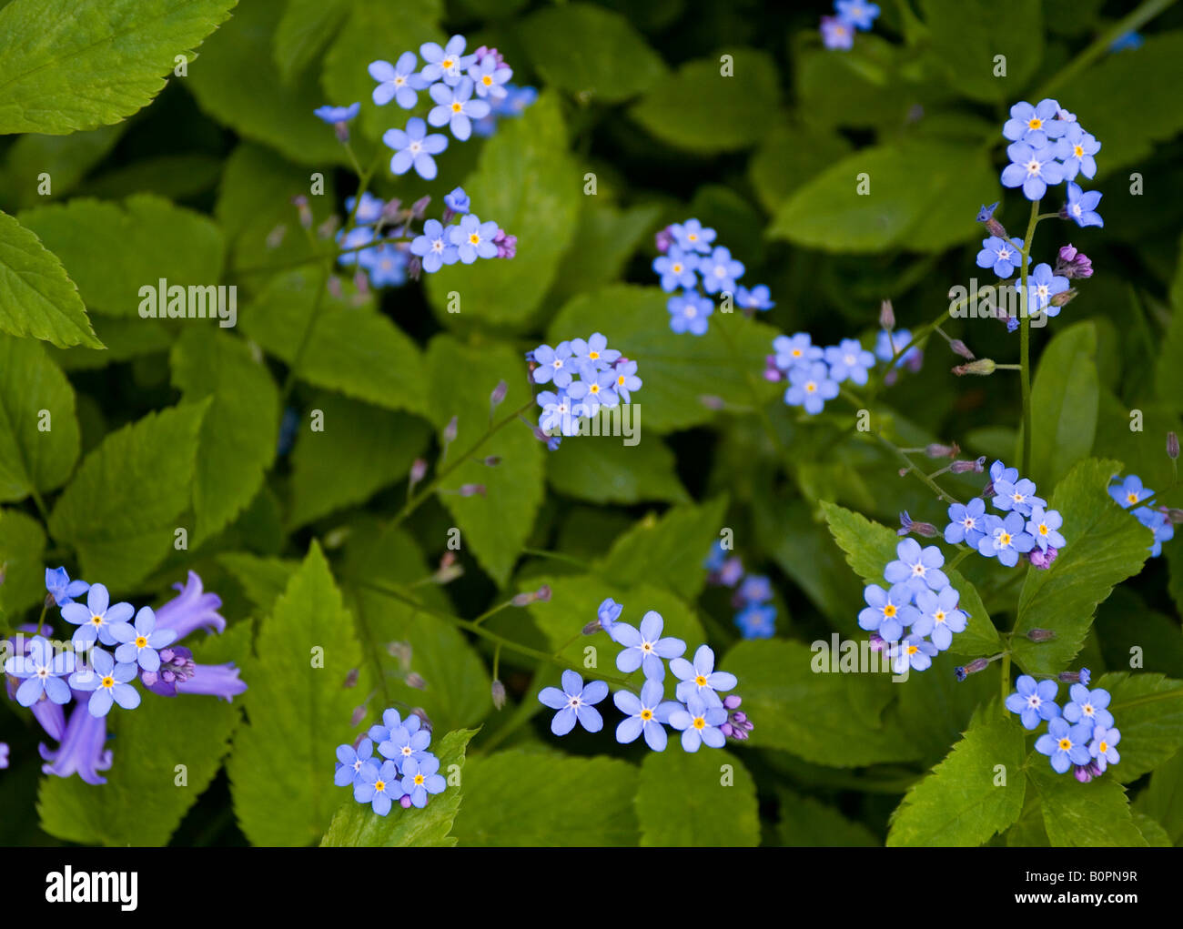 Forget-me-not plants growing in woodland in spring Derbyshire England UK genus Mysotis family Boraginaceae Stock Photo