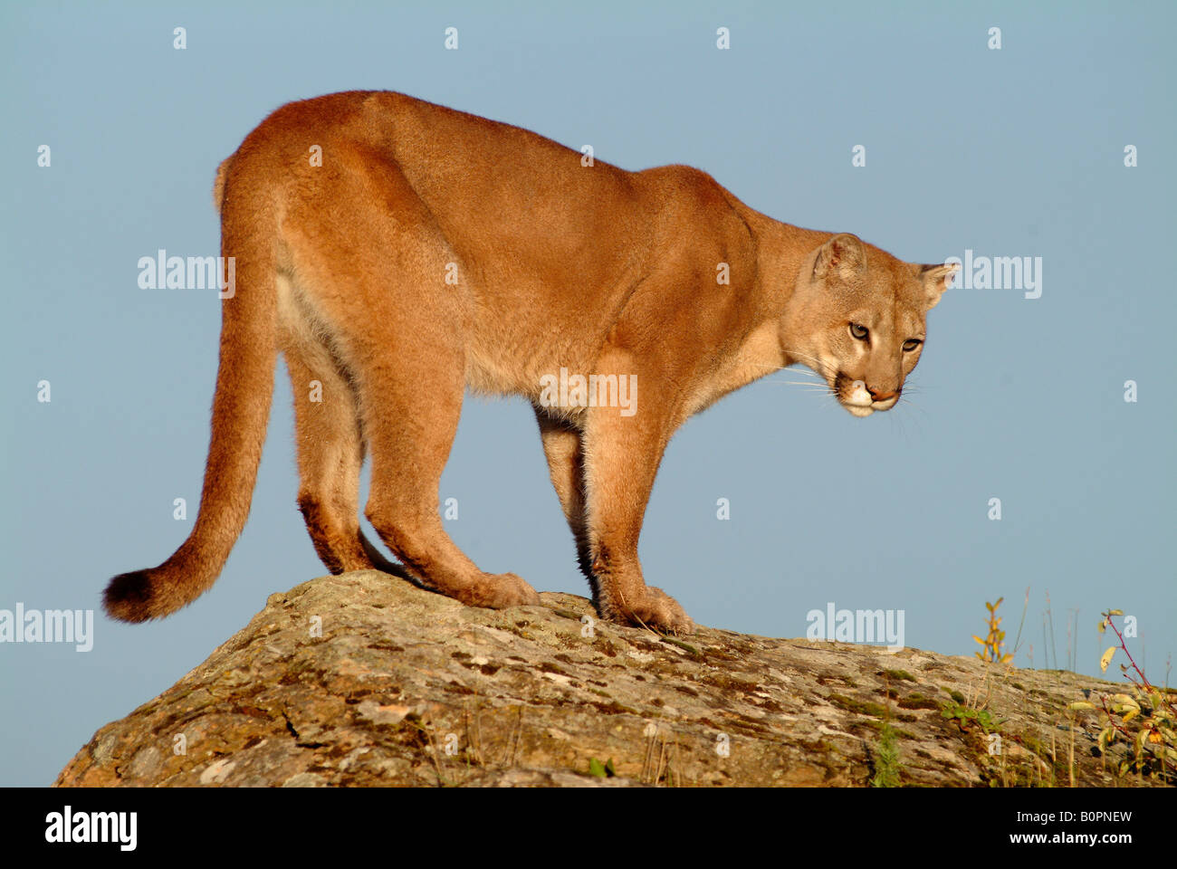 Cougar or Mountain Lion on Rock, California Stock Photo - Alamy