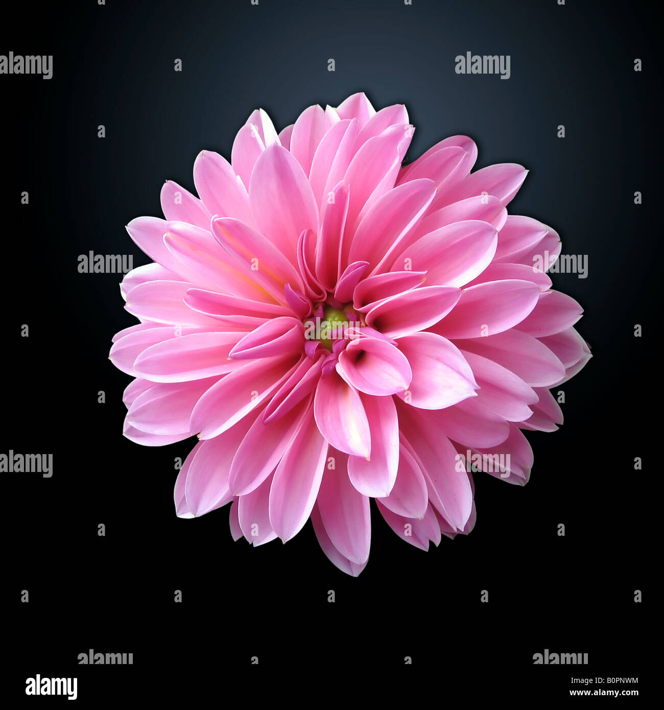 Bright pink dahlia flower against a dark background Stock Photo - Alamy