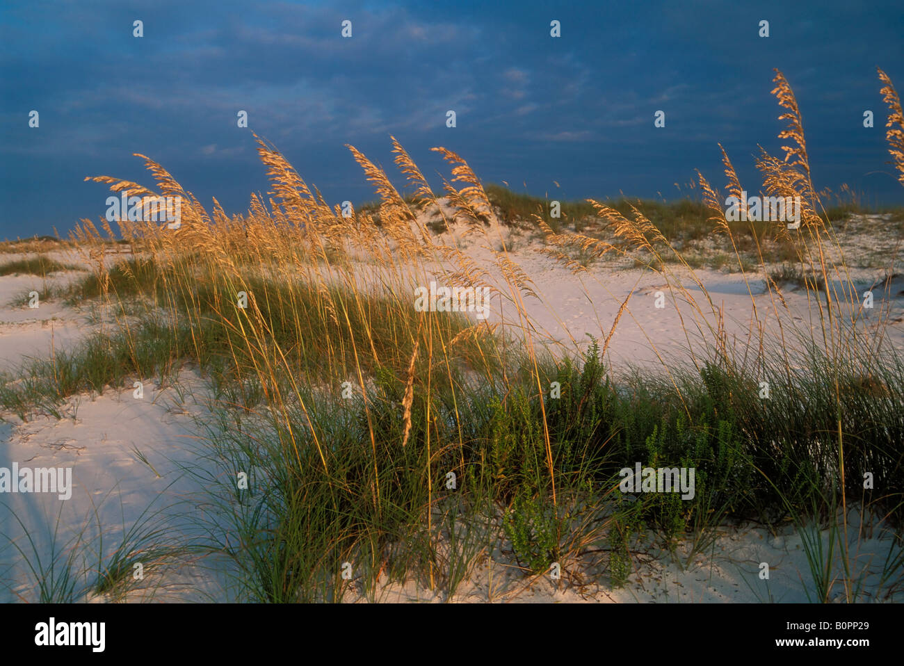 sea oats on dunes Stock Photo Alamy