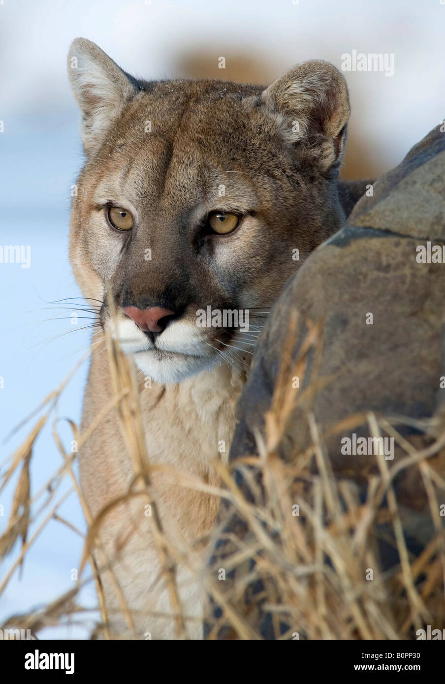 Cougar or Mountain Lion in Winter, Minnesota Stock Photo Alamy