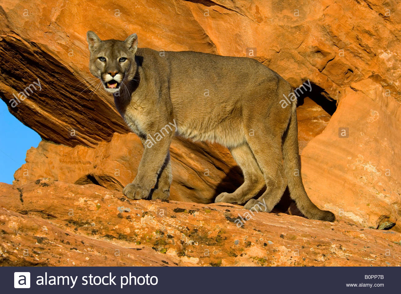 Cougars On Rocks Stock Photos & Cougars On Rocks Stock Images - Alamy