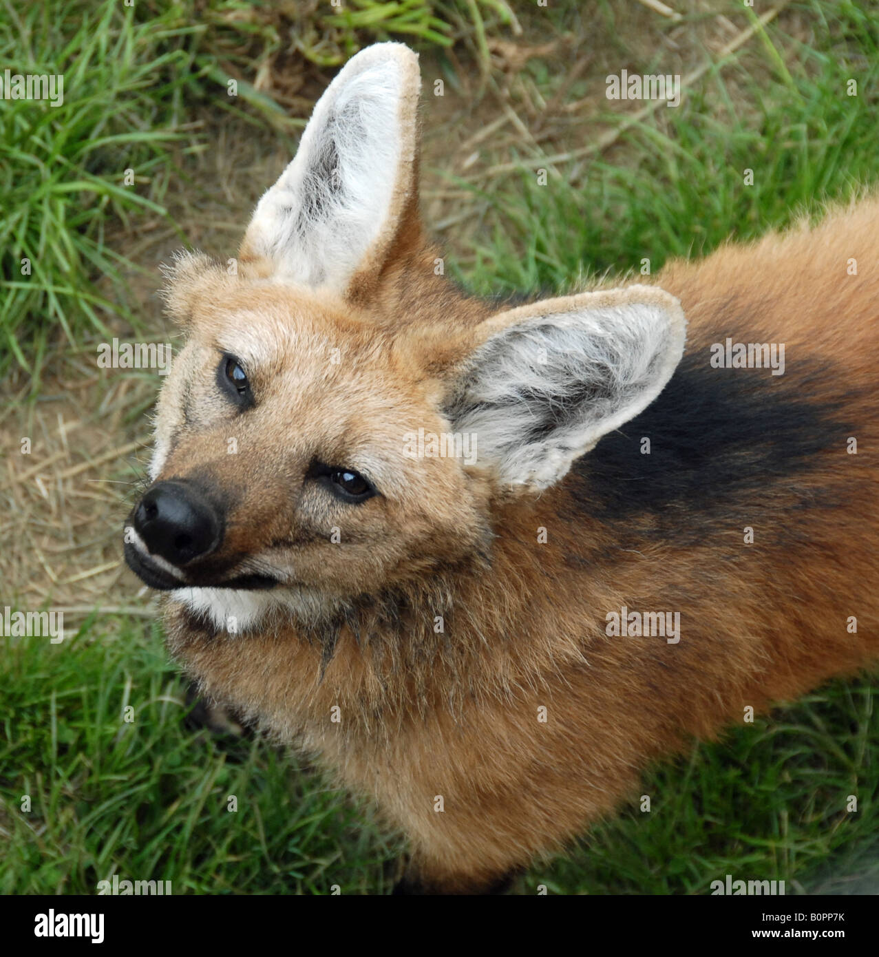 Wolf looking down hi-res stock photography and images - Alamy