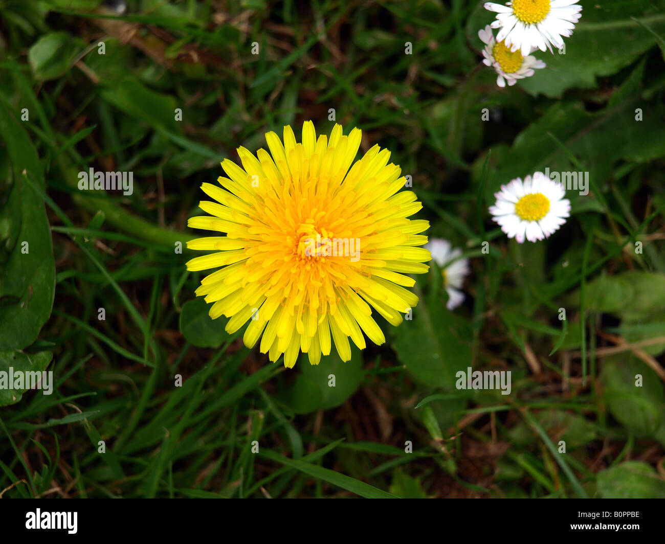 Stubborn Grass Flower — Steemit