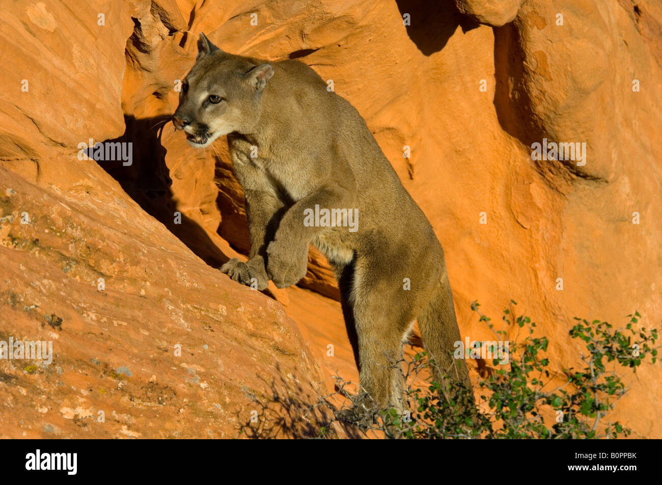 American mountain lion hi-res stock photography and images - Alamy
