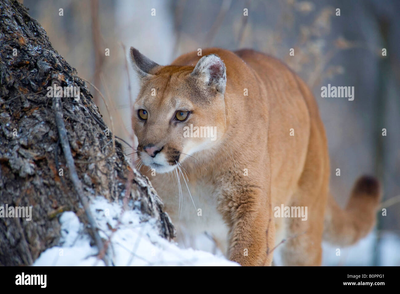 Cougar or Mountain Lion in Winter, Minnesota Stock Photo Alamy