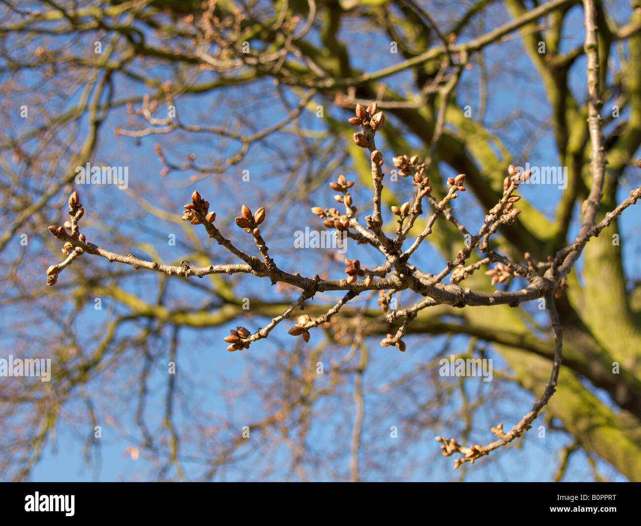 Oak buds hires stock photography and images Alamy