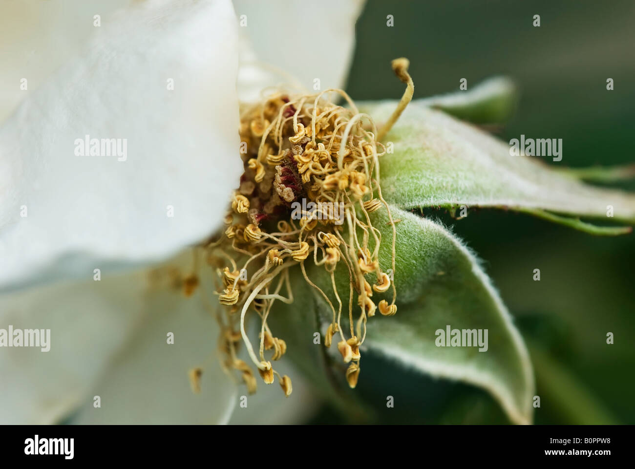 Image of white rose deadhead.  Stock Photography by cahyman. Stock Photo