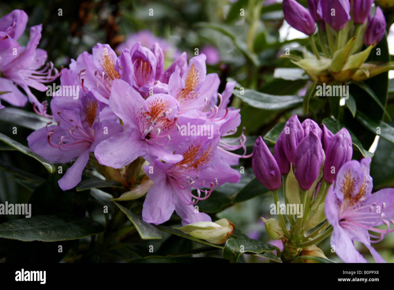 rhododendrons evergreen flowering shrubs.uk 2008 Stock Photo