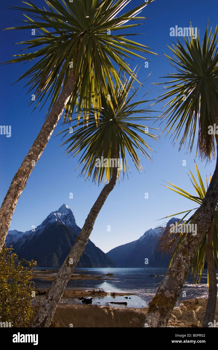 Cabbage trees fram the iconic Mitre Peak at Milford Sound, New Zealand ...