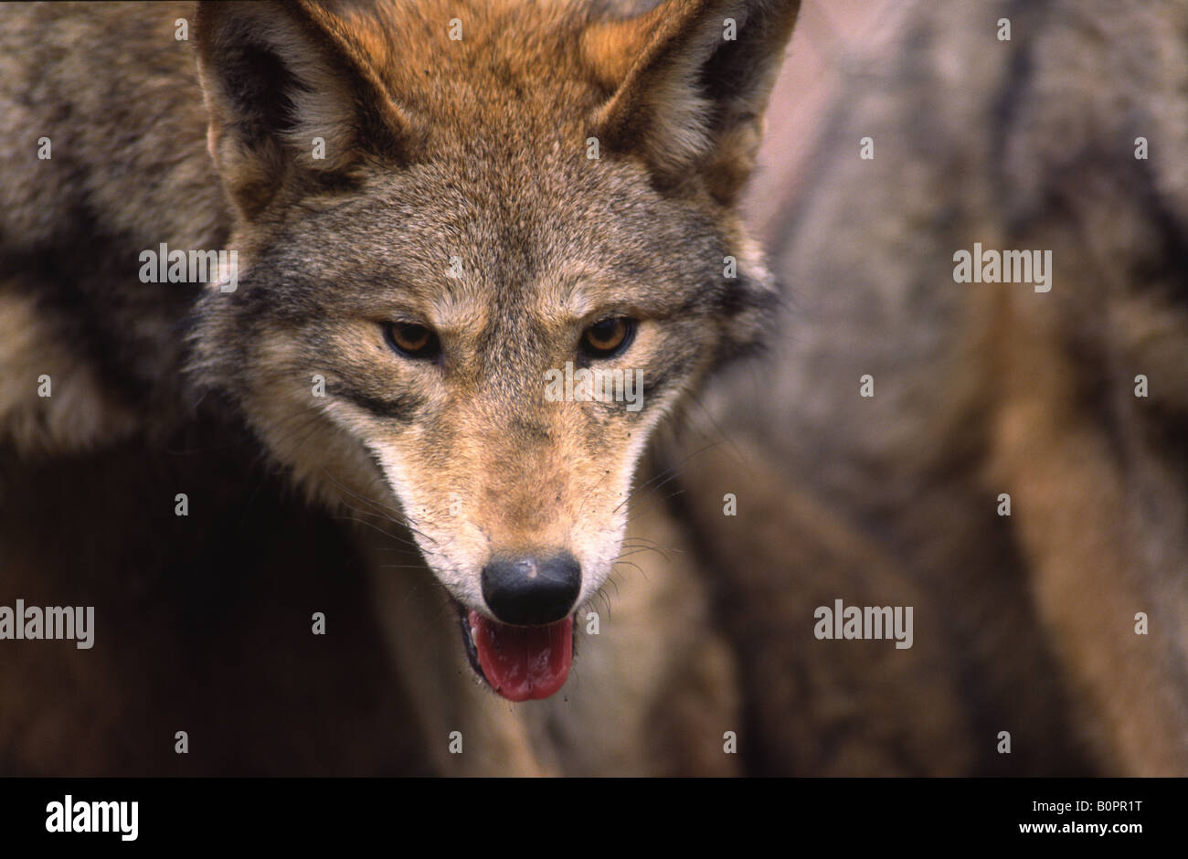 Red wolves canis rufus hi-res stock photography and images - Alamy