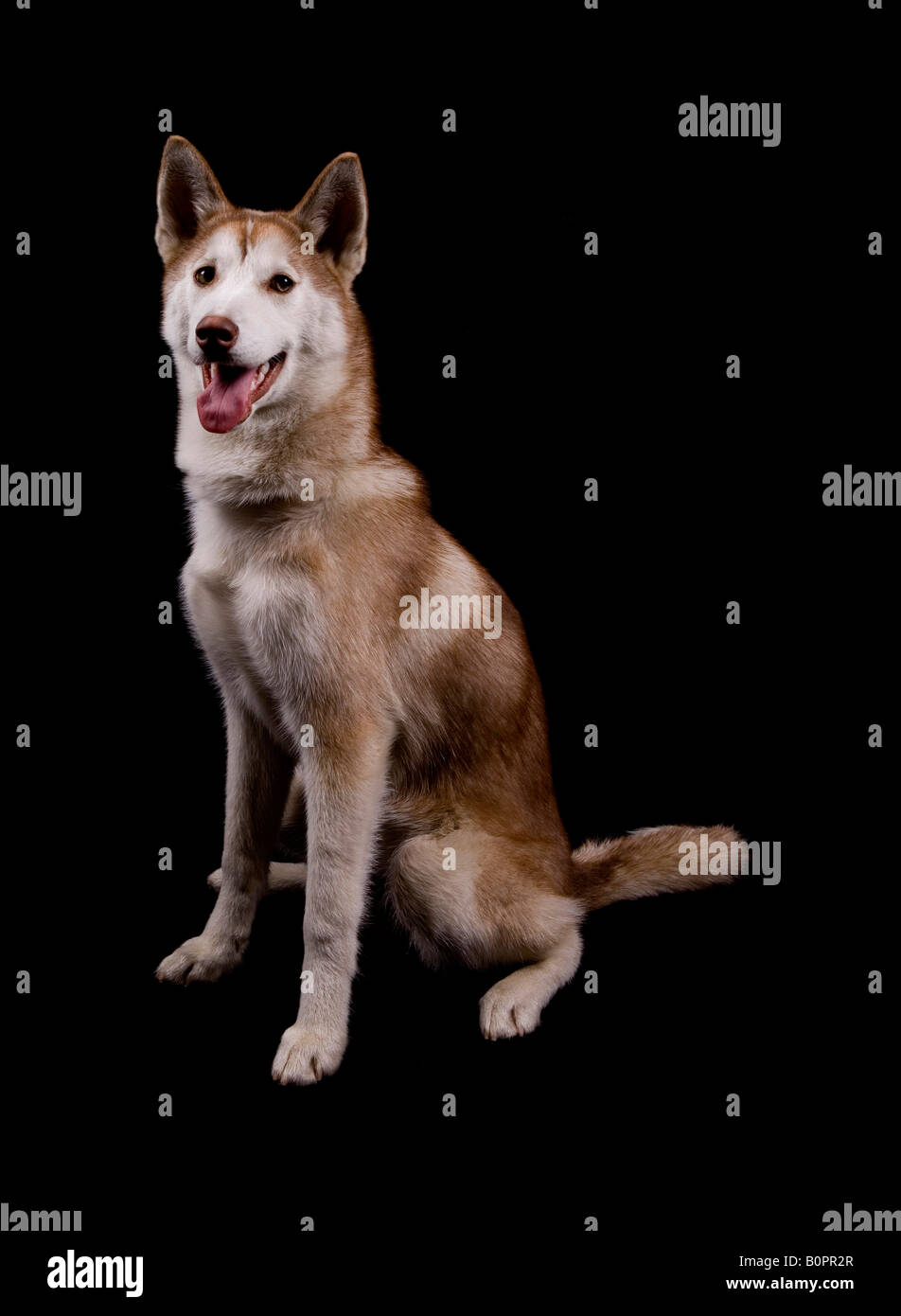 Siberian Husky Dog Single Adult Female Sitting Studio Stock Photo