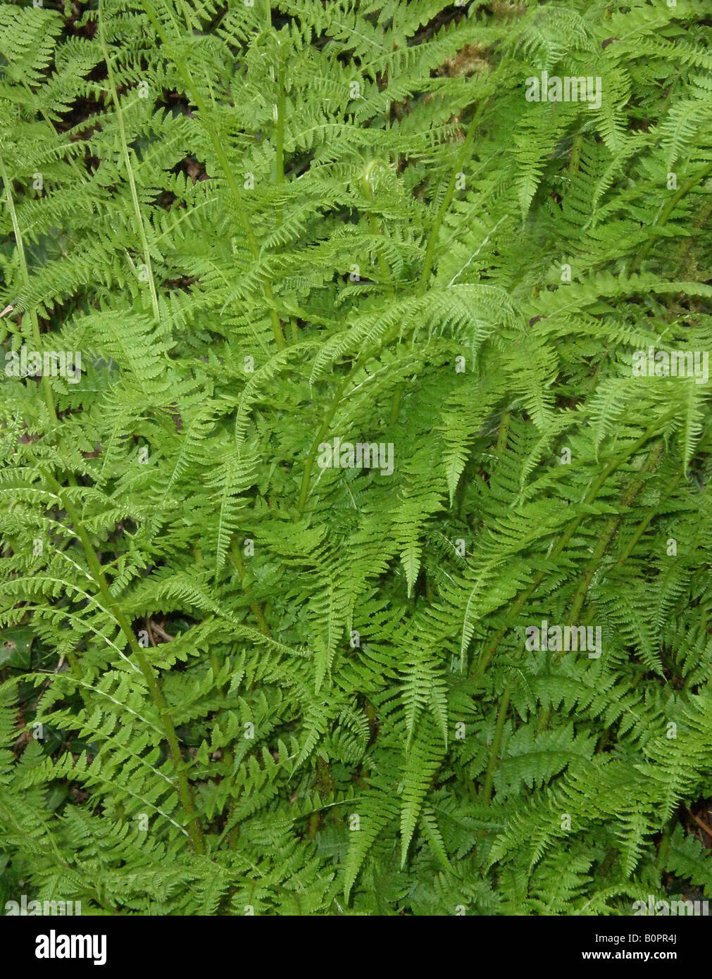 lady fern (Athyrium felix femina) Stock Photo