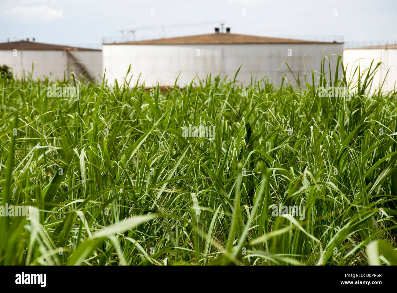 Santa Elisa sugar and ethanol mill Sertaozinho state of Sao Paulo Brazil 05 12 07 Stock Photo