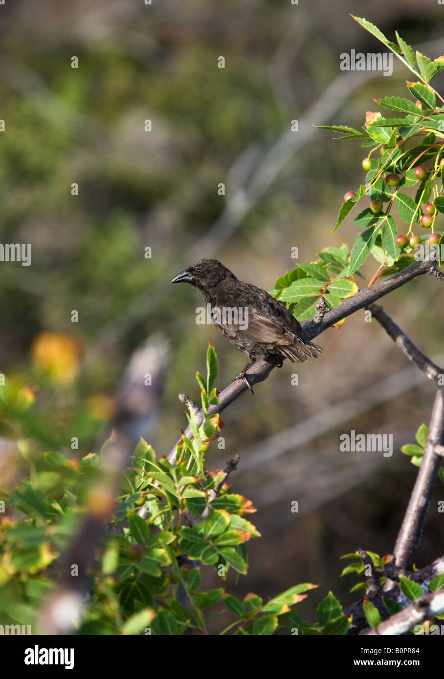 Medium Ground Finch - Geospiza fortis - on Isabela in the Galapagos Islands off the coast of Ecuador Stock Photo