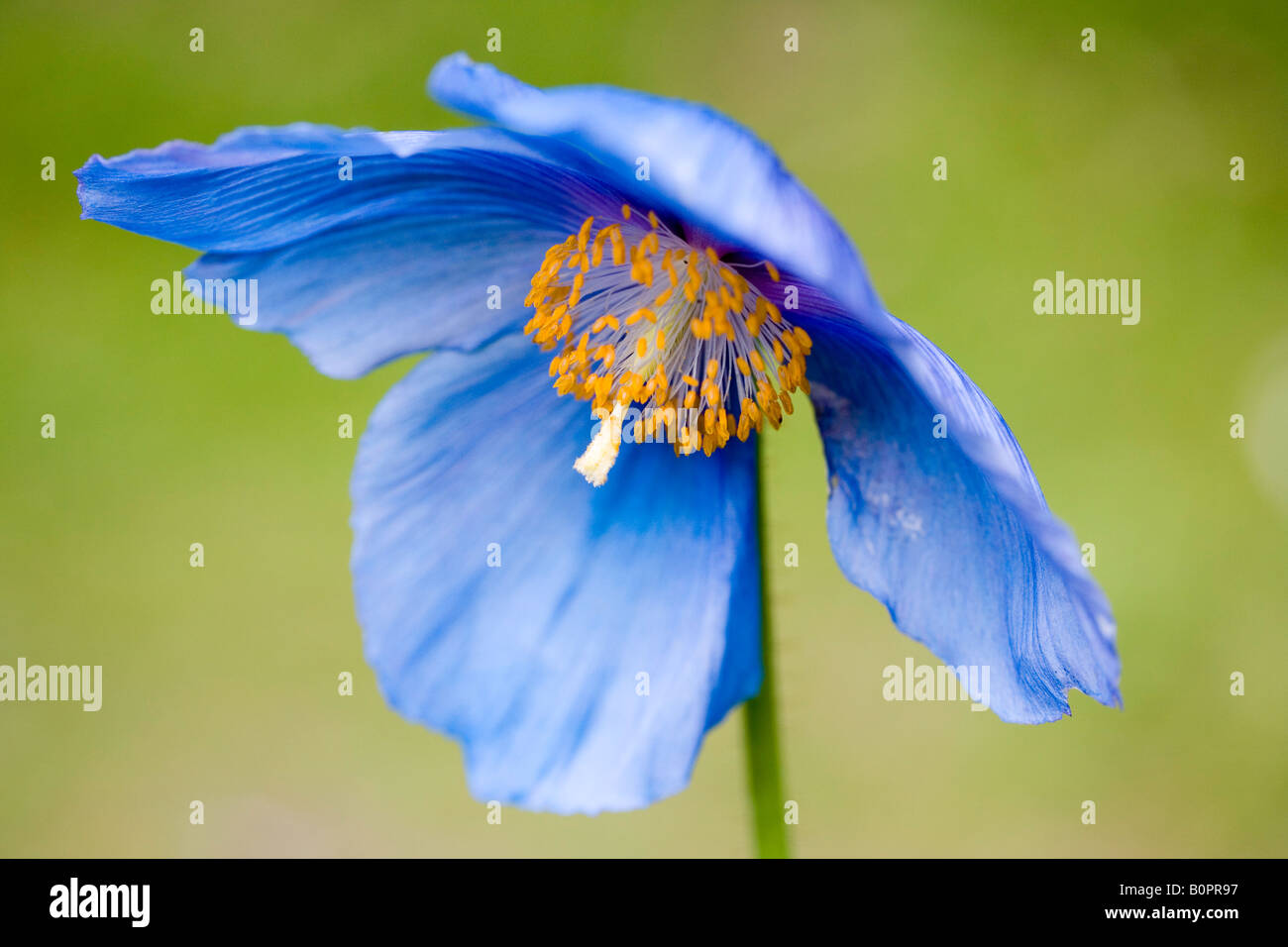 Meconopsis grandis, Himalayan blue Poppy Stock Photo