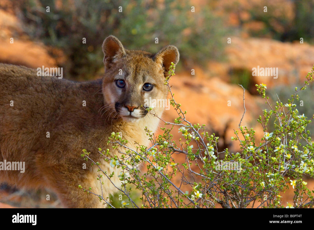 Cougar or Mountain Lion in Native Habitat Stock Photo - Alamy