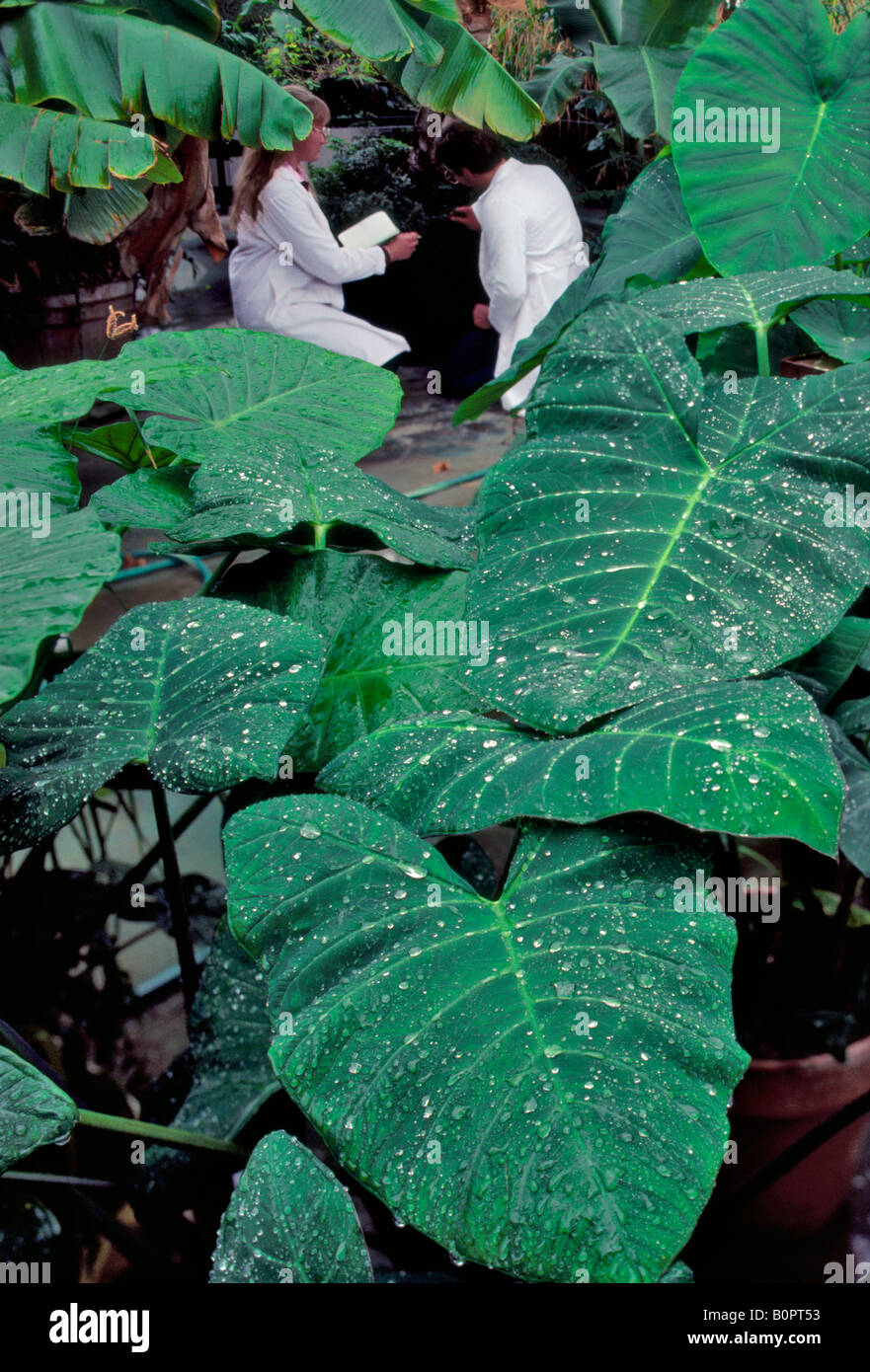 research Cornell University Stock Photo Alamy