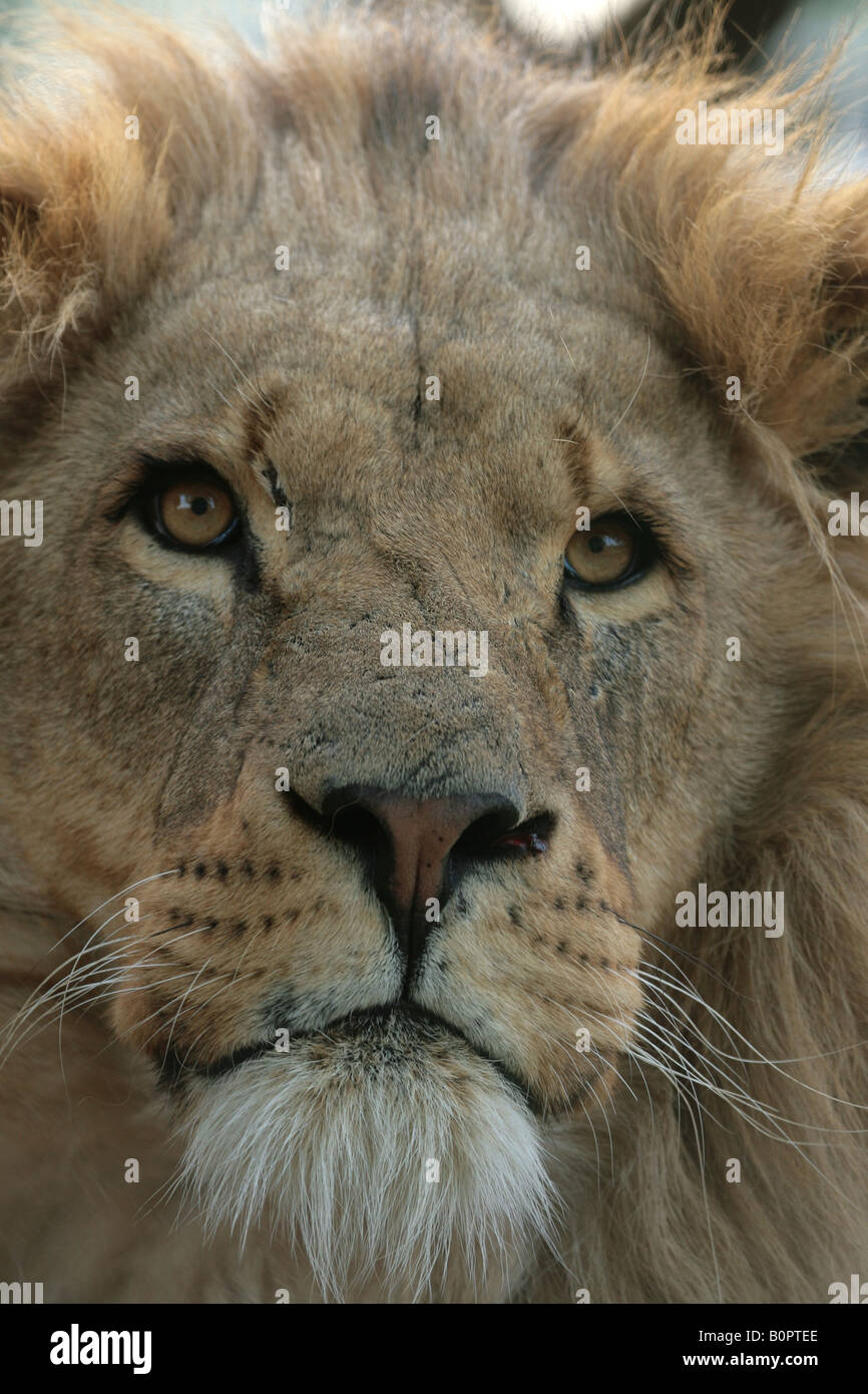 Male African Lion Stock Photo - Alamy