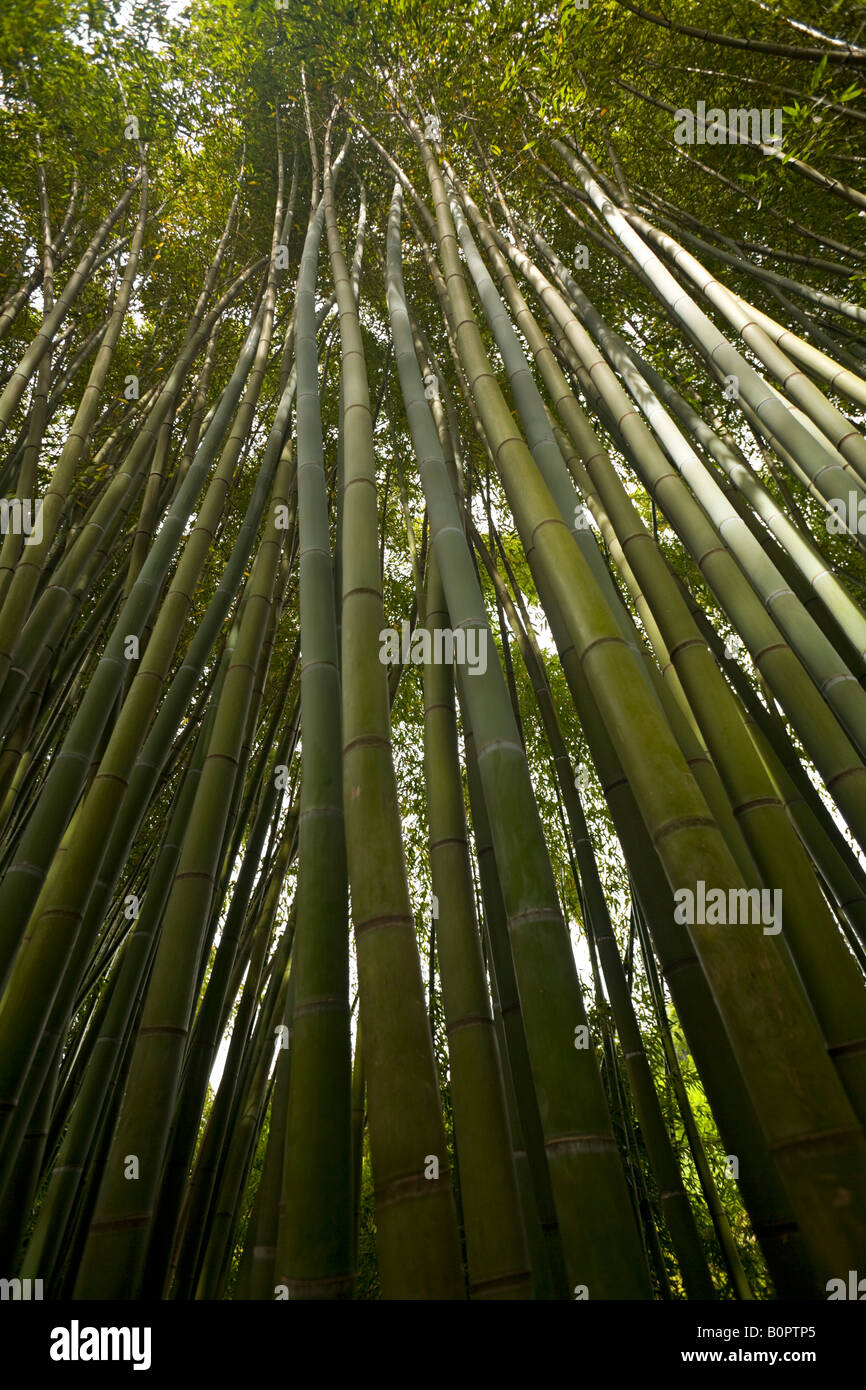 A low-angle shot of a Bamboo forest. Forêt de Bambous (Phyllostachys viridis) photographiée en contre-plongée. Stock Photo