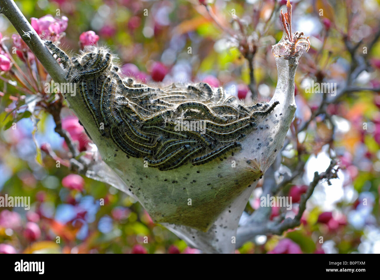Eastern Tent Caterpillar (Malacosoma americanum) and Nest Stock Photo