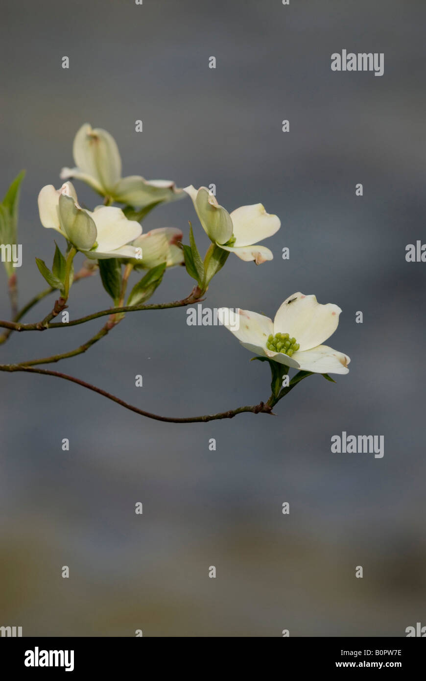 Tree branch hanging over hi-res stock photography and images - Alamy