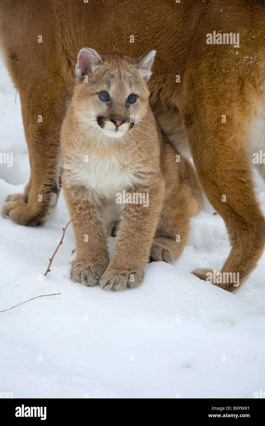 Baby Cougar Or Mountain Lion In Winter Minnesota Stock Photo Alamy Baby Cougar Or Mountain Lion In Winter Minnesota Stock Photo Alamy