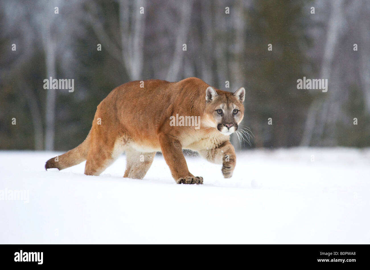 Cougar or Mountain Lion in Winter, Minnesota Stock Photo Alamy