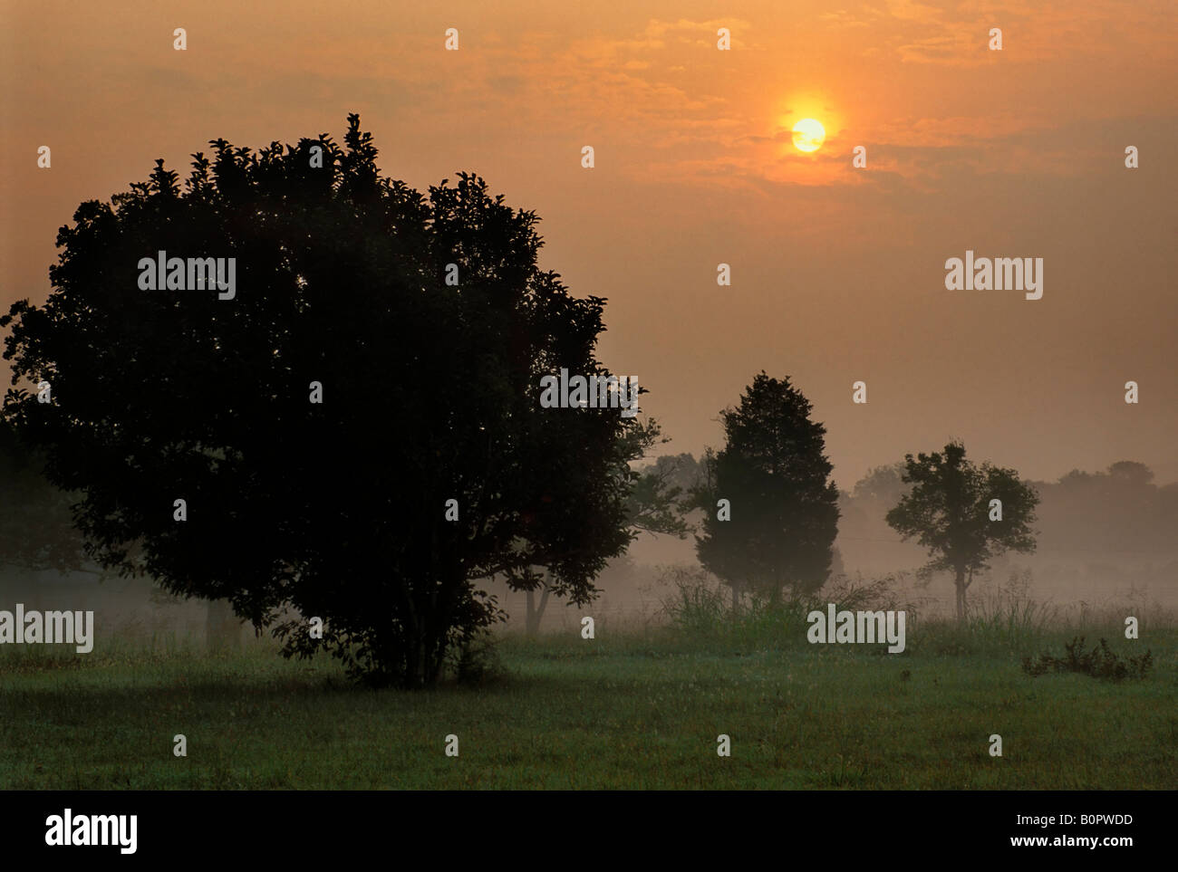 Nature scenes trees in hi-res stock photography and images - Alamy