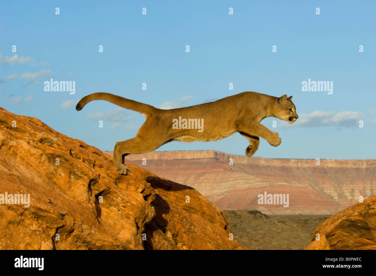 cougar-or-mountain-lion-in-native-habitat-stock-photo-alamy