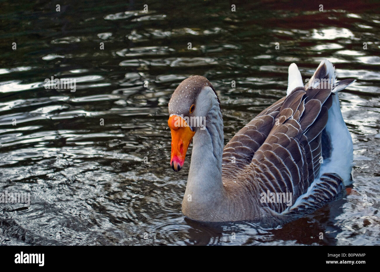 geese swimming in the pond alone Stock Photo Alamy