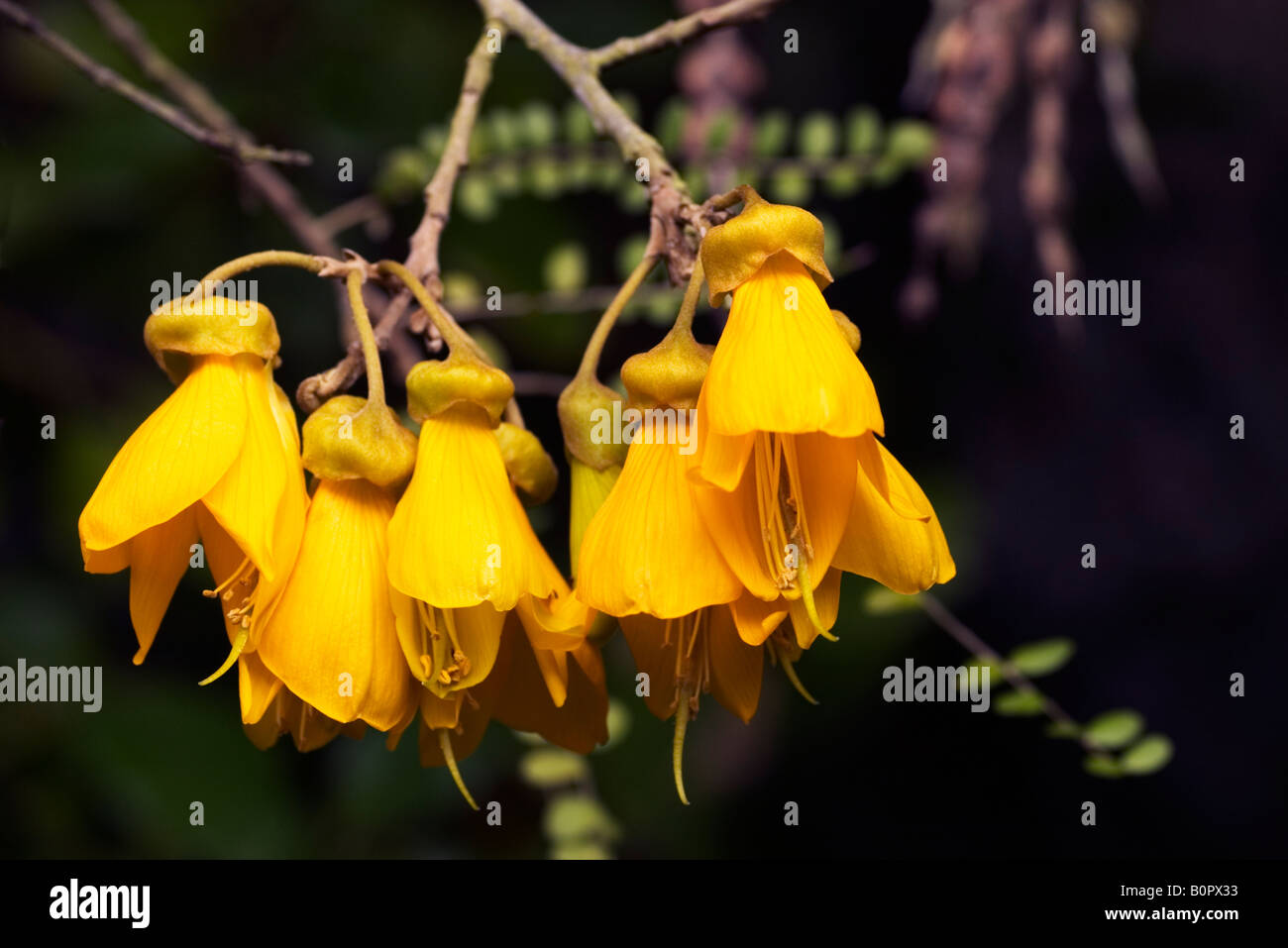 The flowers of a kowhai tree. This tree is a native of New Zealand