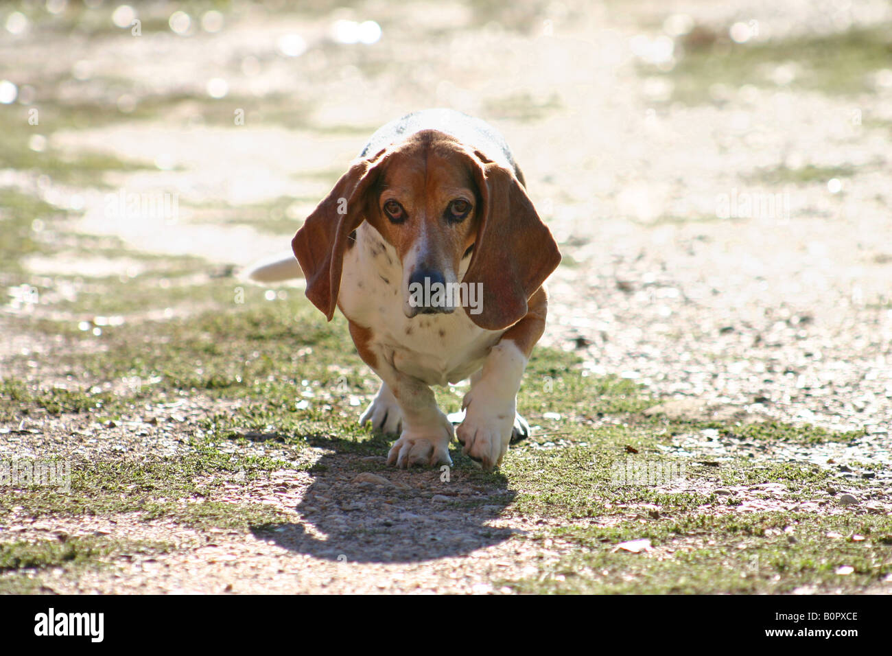 A basset hound on a walk without a leash. Stock Photo