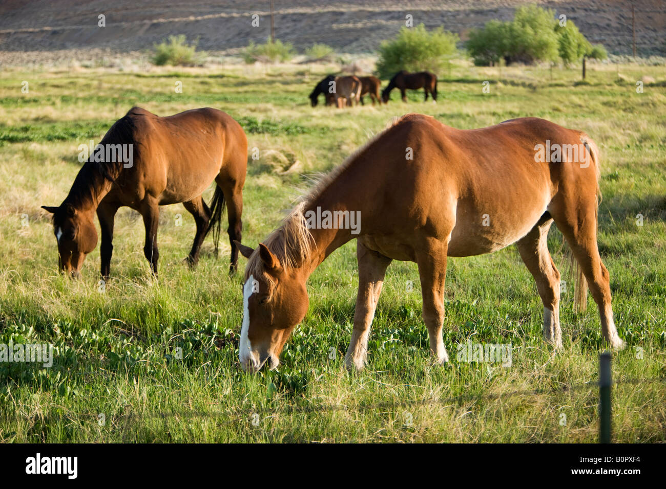Pack horses grazing in green meadow. Stock Photo