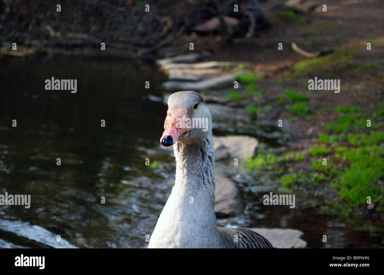 geese posing for a good picture Stock Photo