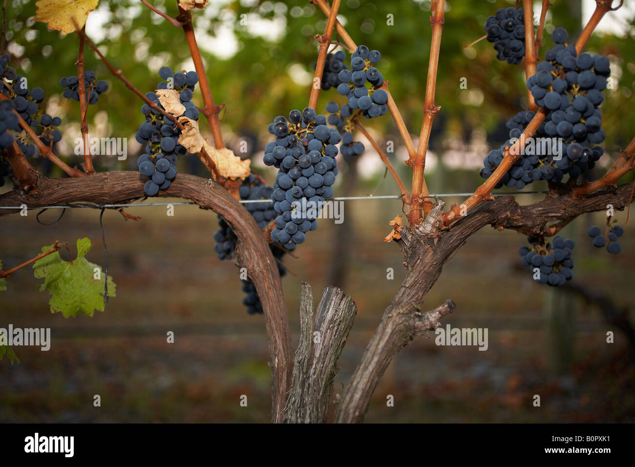 Hanging bunches merlot grapes hi-res stock photography and images - Alamy