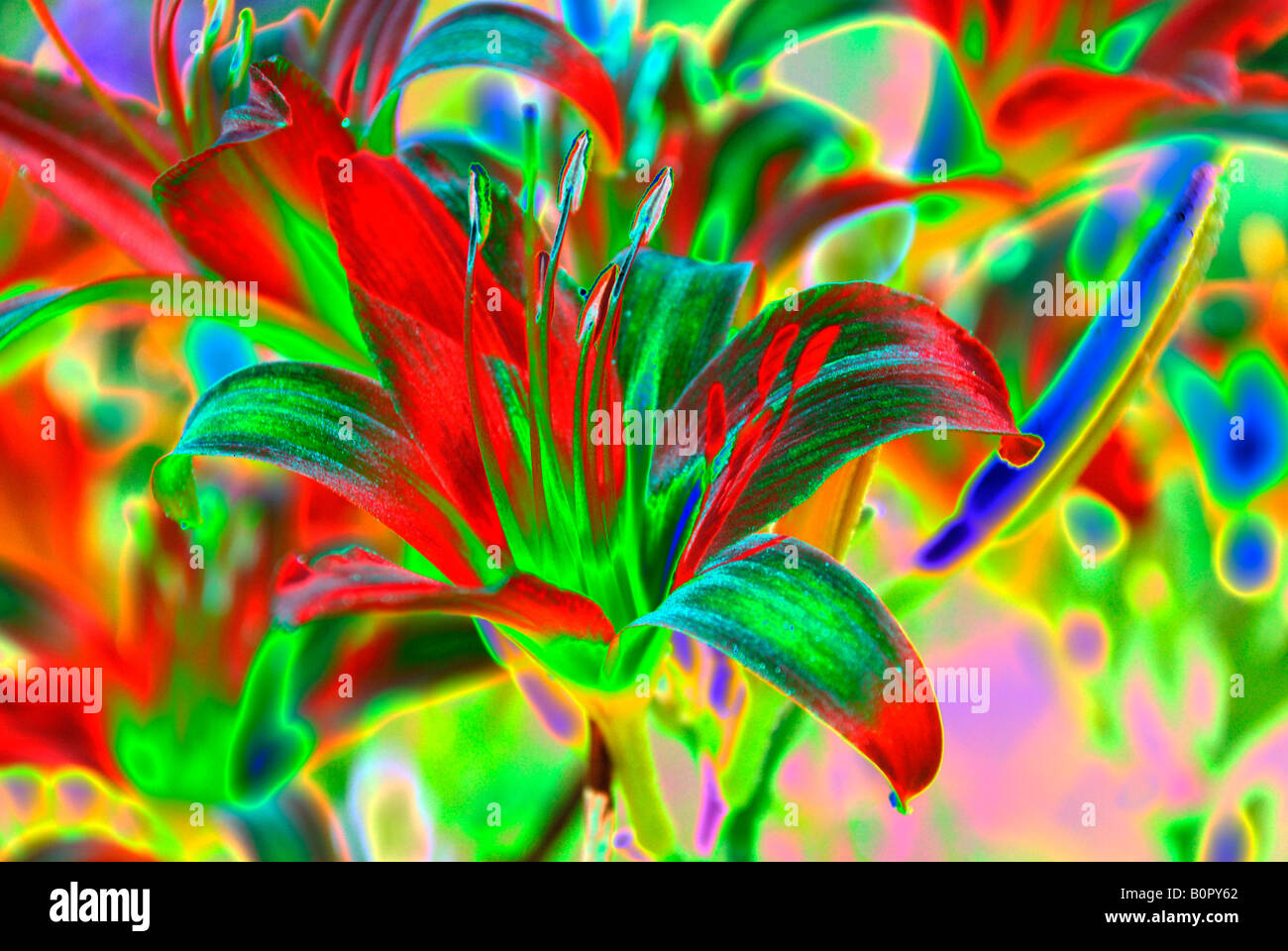 colourful flower image abstract Stock Photo
