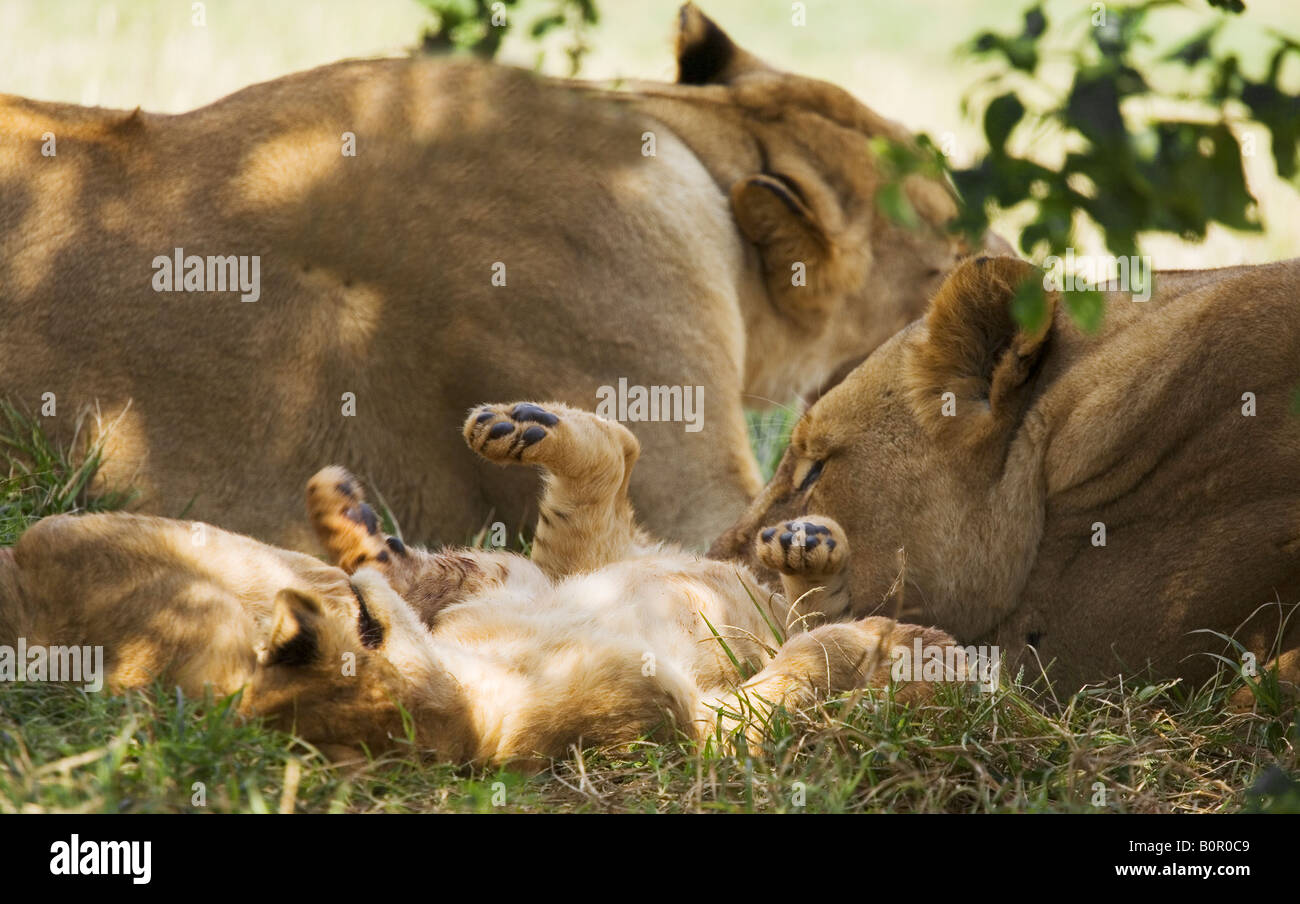 Lionesses with their cubs Panthera leo Stock Photo - Alamy