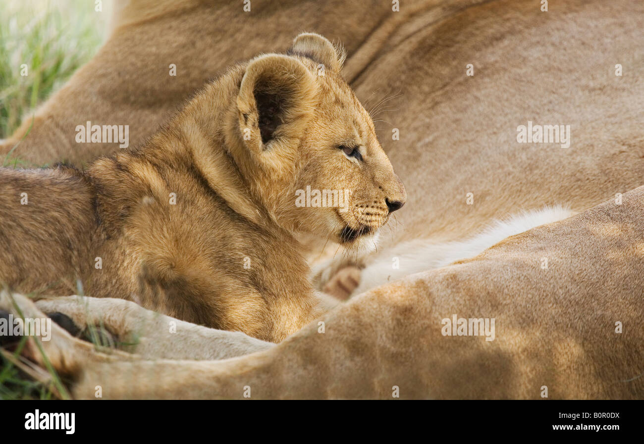 Lioness with her cub Panthera leo Stock Photo - Alamy