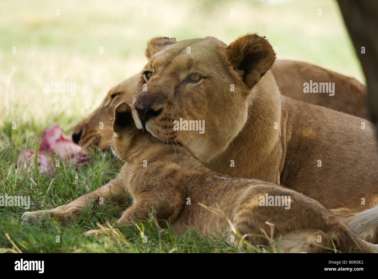 Lioness with her cub Panthera leo Stock Photo - Alamy